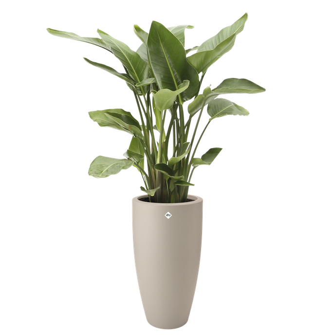 pure soft round high 30cm balanced beige